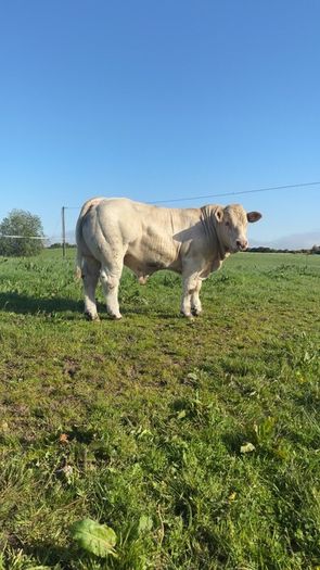 PBR Charolais bulls
