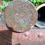 Military Shells Image 6