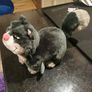 Disney Soft Toy Plush Lucy Cat Cinderella Image 3