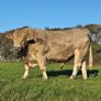 Bull lmx Image 2