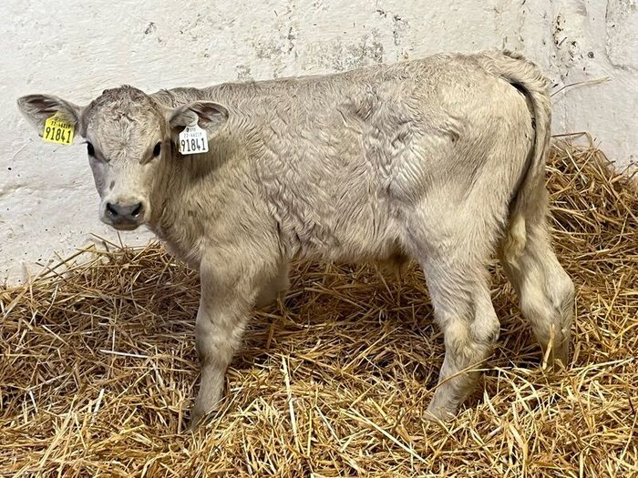 Super Belgian Blue & Charolais Bull Calves