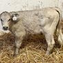 Super Belgian Blue & Charolais Bull Calves Image 8