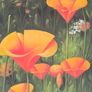 Large Framed Original Painting - Vibrant California Poppies (Signed) Image 3