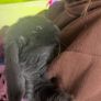 Rabbit Image 3