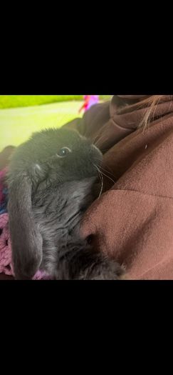 Rabbit