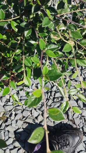 Corral Berry Hedging 3 litre pot just 5 euro