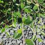 Corral Berry Hedging 3 litre pot just 5 euro Image 2