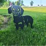 Dachshund/Sausage Dog Gift Package Image 3