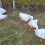 Geese Image 3