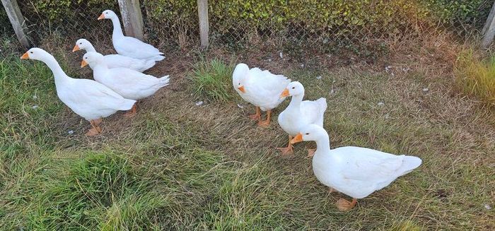 Embden goslings