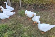 Embden goslings