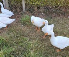 Embden goslings
