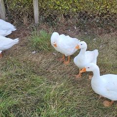 Embden goslings