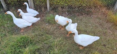 Embden goslings