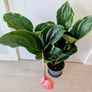 Medinilla Maginifica Plant Image 2
