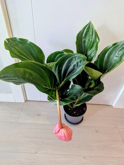 Medinilla Maginifica Plant