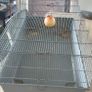 Rabbit Cage Image 2