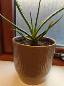 Aloe vera Plant