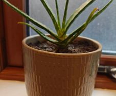 Aloe vera Plant