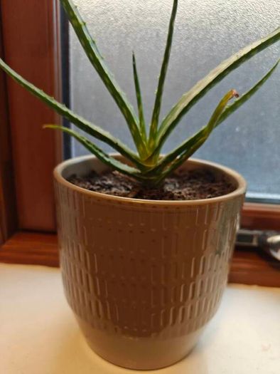 Aloe vera Plant