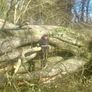 Tree shear saw head and mulcher hire Image 9