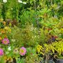 Plants and Shrubs Image 3