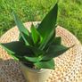 Healthy Sansevieria Hahnii in Pastel Green Pot Image 4