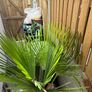 trachycarpus fortunei - Palm Tree Image 2