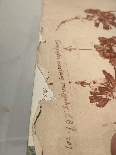 Old Carnations and Pinks First Edition
