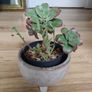 Aeonium haworthii 'Kiwi', bonsai plant in the ceramic pot container Image 3