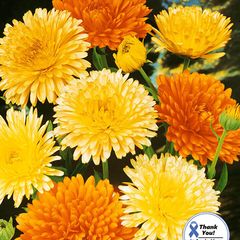 (C) Pot Marigold seeds Pacific Beauty Mix 1g Annual (446593)