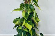 Philodendron Brasil with Mosspole in 15cm pot and 60cm in height
