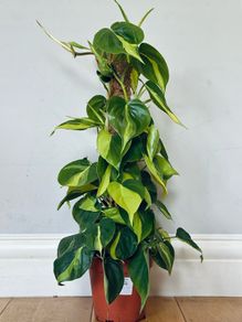 Philodendron Brasil with Mosspole in 15cm pot and 60cm in height