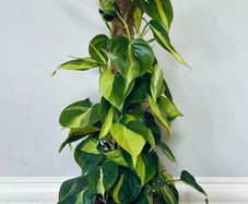 Philodendron Brasil with Mosspole in 15cm pot and 60cm in height