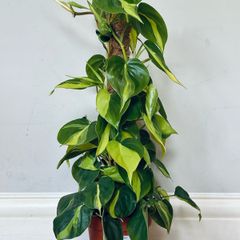 Philodendron Brasil with Mosspole in 15cm pot and 60cm in height