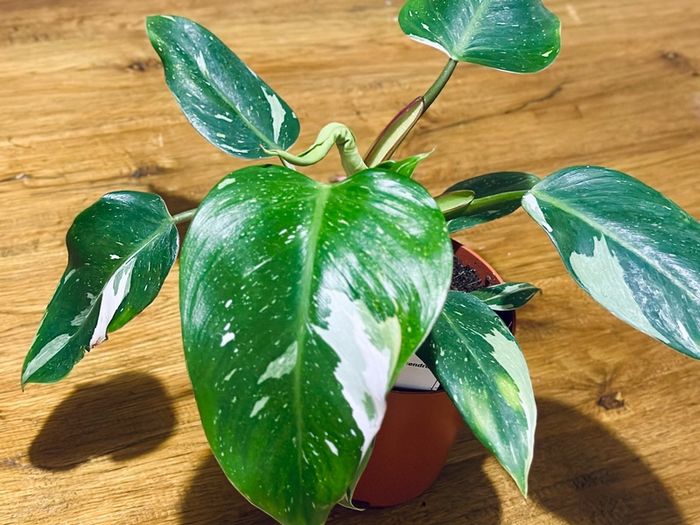 Philodendron White Princess in 12cm pot and 25cm in height