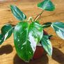 Philodendron White Princess in 12cm pot and 25cm in height Image 4