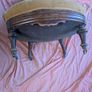 Victorian Nursing Chair Image 3