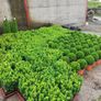 Box Hedging Image 7