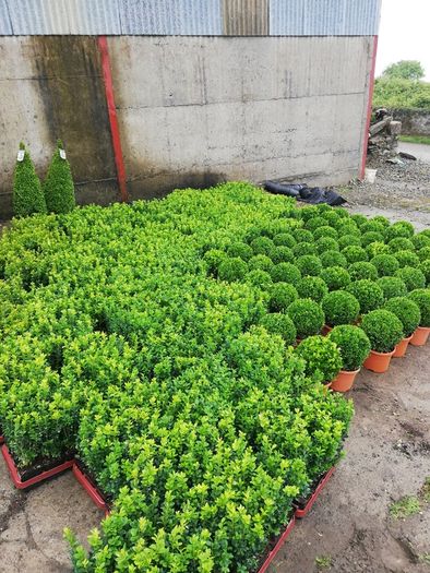 Box Hedging