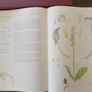 Irelands Wild Orchids Image 5