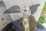 Philodendron Pink Princess Plant