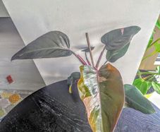 Philodendron Pink Princess Plant