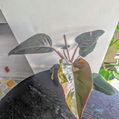 Philodendron Pink Princess Plant