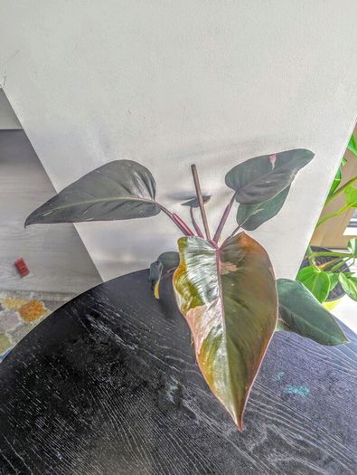 Philodendron Pink Princess Plant