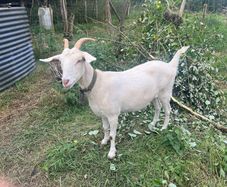 goat