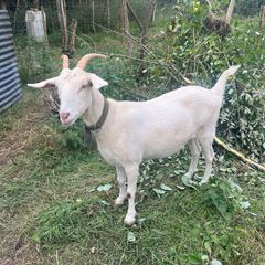 goat