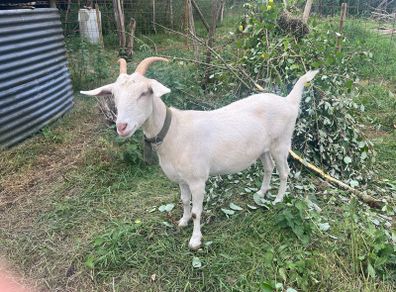 goat