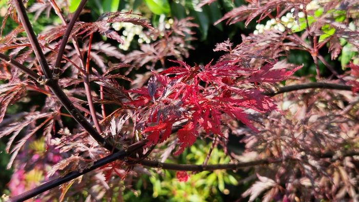 Potted japanese acer