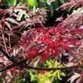 Potted japanese acer Image 3